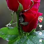 Hoyfield Evander - Facebook Profile Picture of Hoyfield Evander (@Hoyfield-Evander) on Facebook