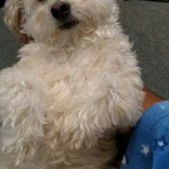 Profile Picture of Lisa R Thedford (@LisaThedford) on Twitter