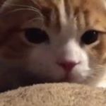 Profile Picture of aimee_tang09 (@aimee_tang09) on Instagram