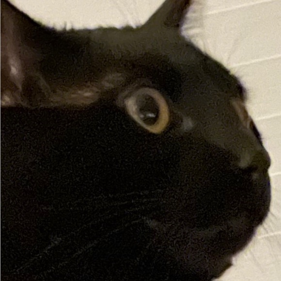 Profile Picture of Jason Hamrin (@irltrashpanda) on Poshmark