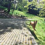 Profile Picture of Brian Stromberg (@deafcoug) on Instagram