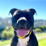 Profile Picture of Muka the Pitbull ⚡️ (@muka.the.pitbull) on Instagram
