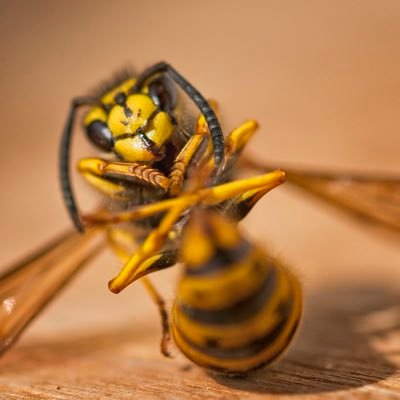 Profile Picture of Scott Barfield (@shoottheshot) on Twitter