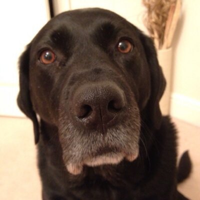 Profile Picture of Andrew Podesta (@AndrewPodesta) on Twitter