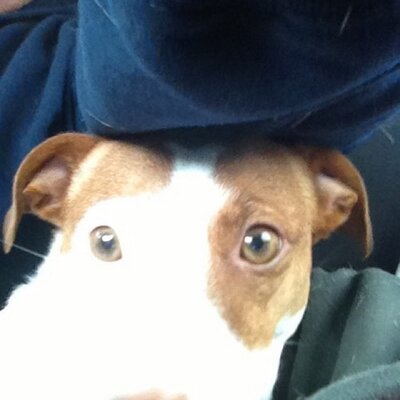 Profile Picture of Joe Bartnick (@bartnickj) on Twitter