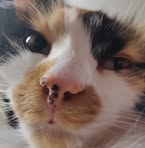 Profile Picture of Robert Kohanski (@robert.kohanski.12) on Facebook