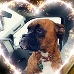 Profile Picture of Aj Foster (@ajfoster1axl) on Instagram
