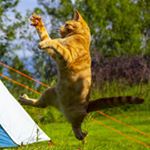 Profile Picture of Ninjacat Mikey (@ninjacat.mikey) on Instagram