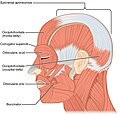 Profile Picture of Facial Action Coding System - Wikipediaon Wikipedia