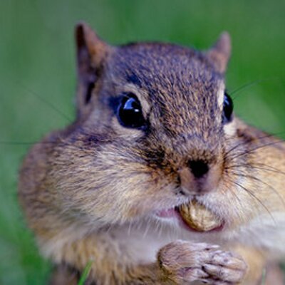 Profile Picture of Andrew van Nostrand (@andvan) on Twitter