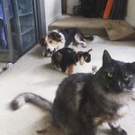 Profile Picture of Michelle Staggs-Mayfield (@catkittendog) on Instagram