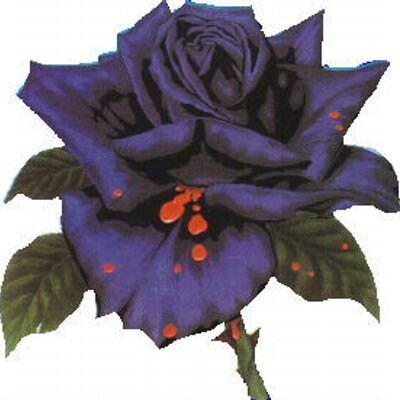 Profile Picture of Chris Harrigan (@ChristyHarrigan) on Twitter