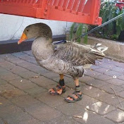 Profile Picture of Lachlan McLean (@LachlanMcLeann) on Youtube