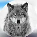 Profile Picture of Muhammad_ali (@ali__grozniy) on Instagram