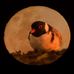 Profile Picture of Geoff Gates (@Geoff-Gates) on Facebook