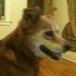 Profile Picture of Nathan Ng Catlin (@natcatwhisperer) on Instagram