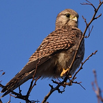 Profile Picture of Frederick Onion (@in memoriam: frederick o'nion) on Flickr