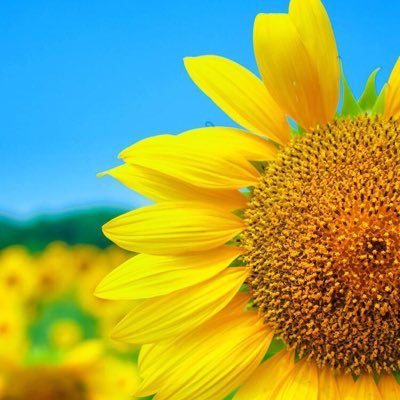 Profile Picture of Bijan Karimi (@bijankarimi2) on Twitter