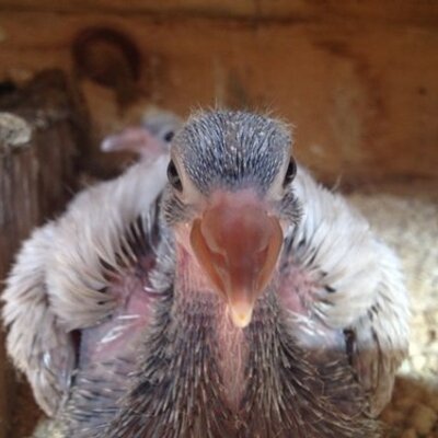 Profile Picture of Pat McGill (@pigeonpapa) on Twitter