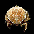 Profile Picture of Atelecyclus rotundatuson Wikipedia