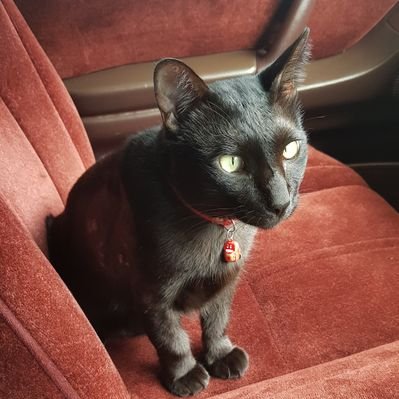 Profile Picture of Bruce  🐱 That Black Cat (@BlackBruceKach) on Twitter