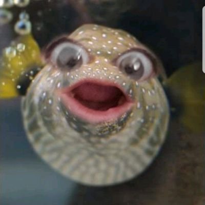 Profile Picture of Sam Sheridan (@@Shannon_Bear) on Twitter