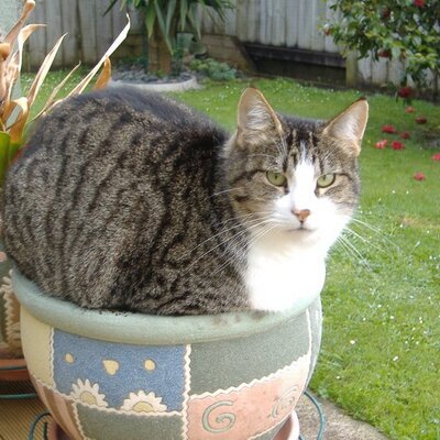 Profile Picture of Bill Rudge (@Billrnz) on Twitter