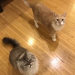 Profile Picture of Scott Place (@tony_and_whiskie_and_harrison) on Instagram