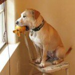 Profile Picture of Mike Drever (@johncougarmellonhead) on Instagram