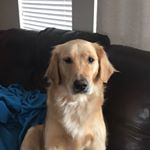 Profile Picture of Zoey Barnes (@zoey.thegolden15) on Instagram