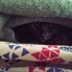 Profile Picture of Dominic Minor (@kenninghton) on Instagram