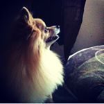 Profile Picture of Adeline Castillo-Jenkins (@adelinecastillo) on Instagram