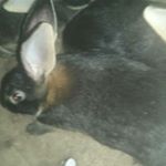Profile Picture of tom tom (@tom_laroche_berny) on Instagram