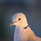 Profile Picture of Manish Upadhyay Photography (@ManishUpadhyayPhotography) on Youtube