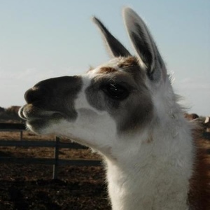 Profile Picture of Andrew Askeland (@andrew_a1982) on Myspace