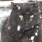 Profile Picture of Sybil Lucas (@alicatbella) on Instagram