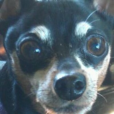 Profile Picture of Shawn Sharkey (@w9truckergirl) on Twitter