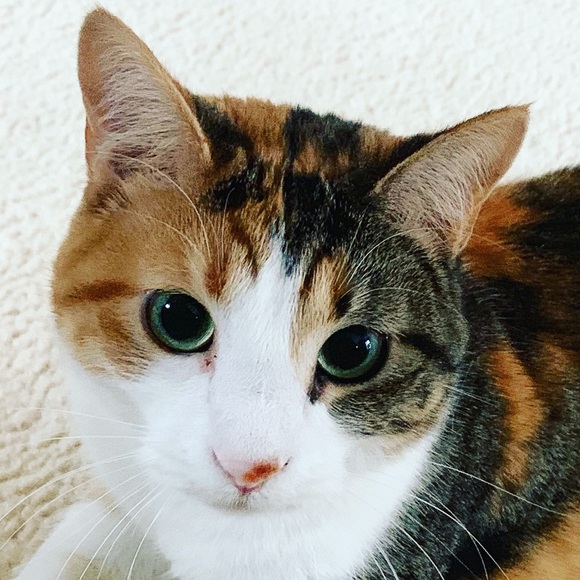 Profile Picture of Natalie Kuemmel (@nataloo2) on Poshmark