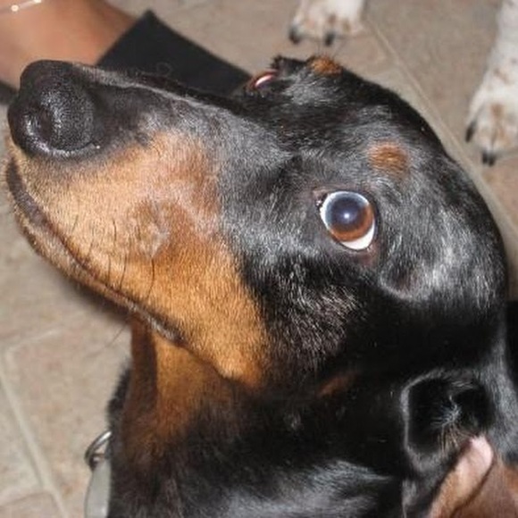 Profile Picture of Alexandra Donato (@alexandradonato) on Poshmark