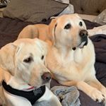 Profile Picture of Cody & Charlie (@_codyandcharlie) on Instagram