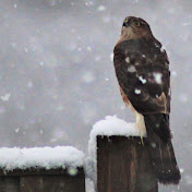 Profile Picture of James Galloway (@jamesgalloway9241) on Youtube