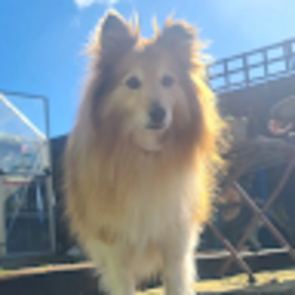 Profile Picture of Fiona Berrill (@fberrill74) on Poshmark