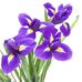 Profile Picture of Iris Bell (@Iris-Bell) on Facebook