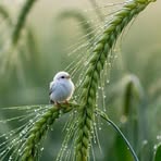 Profile Picture of Fazilat Khalid (@fazilat.khalid.2025) on Facebook