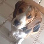 Profile Picture of Brian Pellegrino (@brian.pellegrino) on Instagram