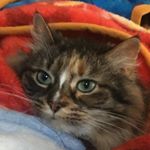 Profile Picture of Mitzi Crawford (@mitzi_angy) on Instagram