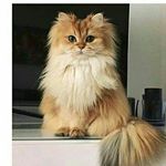 Profile Picture of Derek Merrill (@derek1017_) on Instagram