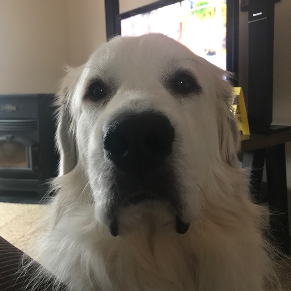 Profile Picture of Andrea Bates (@troyanniebates) on Poshmark