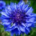 Profile Picture of Lynnette Wright (@lynnette.wright.7) on Facebook
