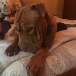 Profile Picture of Sam Stapleton (@leo_the_reddog) on Instagram